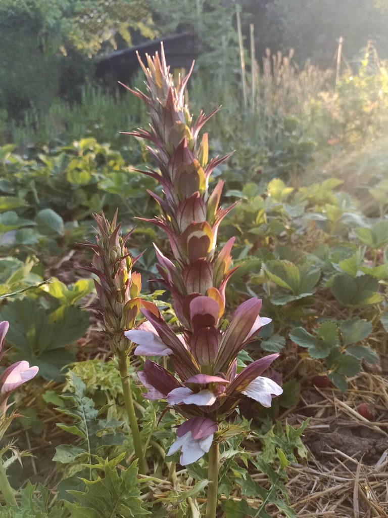 Strutzdesign Blume Gartenfreunde Merzhausen