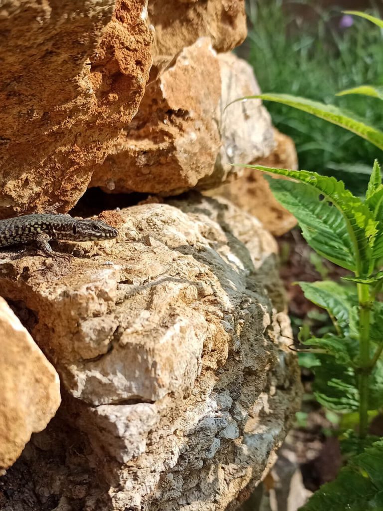 Strutzdesign Echse Gartenfreunde Merzhausen