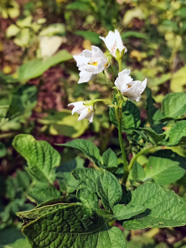 Strutzdesign Kartoffel Gartenfreunde Merzhausen